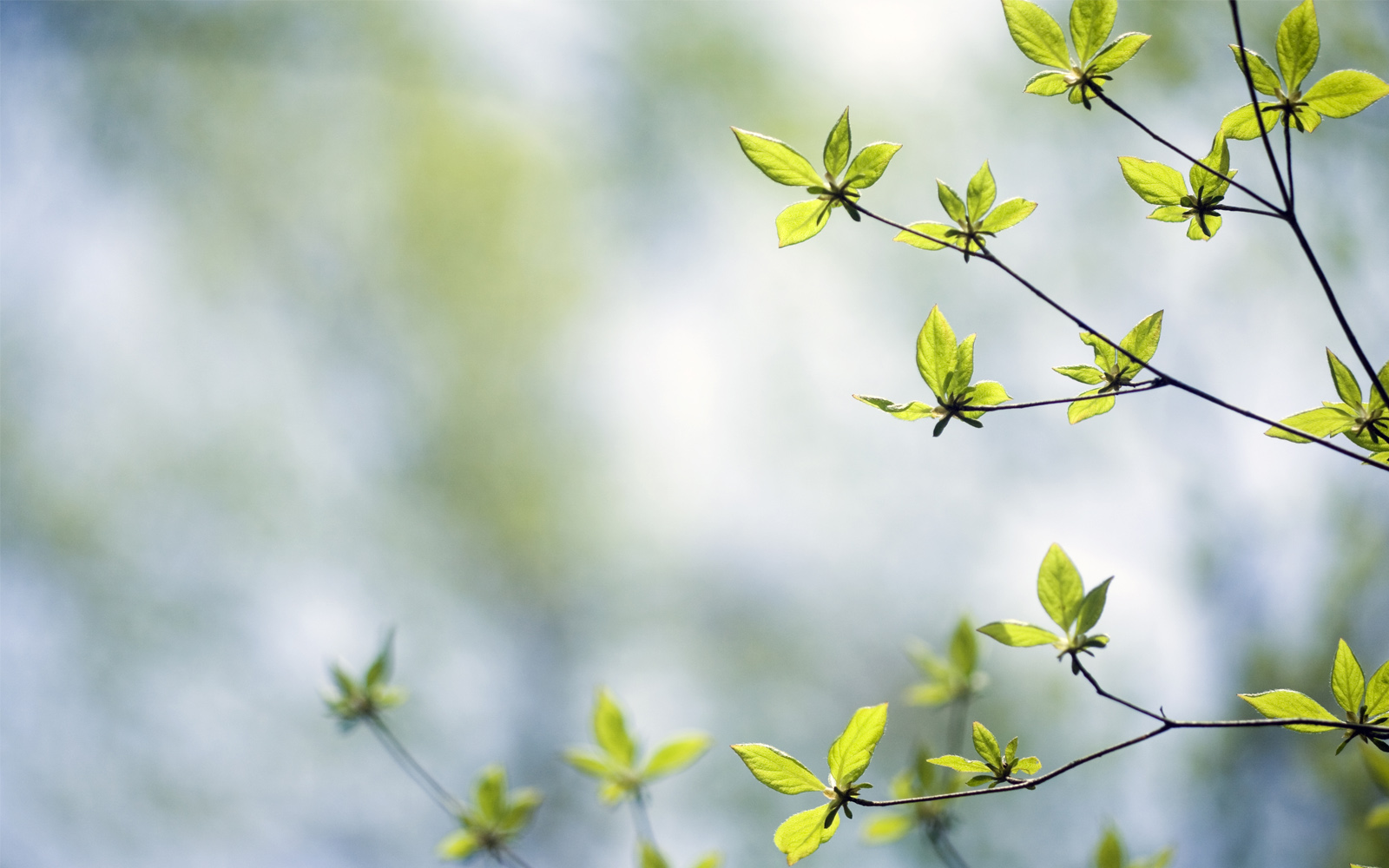 A few small tree branches with green leaves.